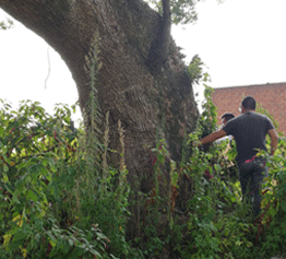 古樹(shù)名木普查